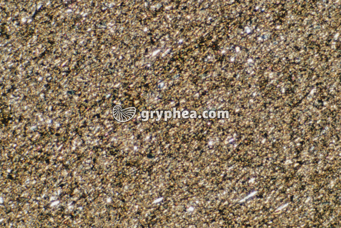 Schiste sédimentaire LPNA x10 - gryphea.org